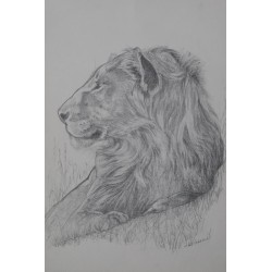 Lion de profil