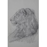 Lion de profil