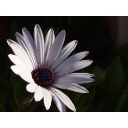 Fleur blanche