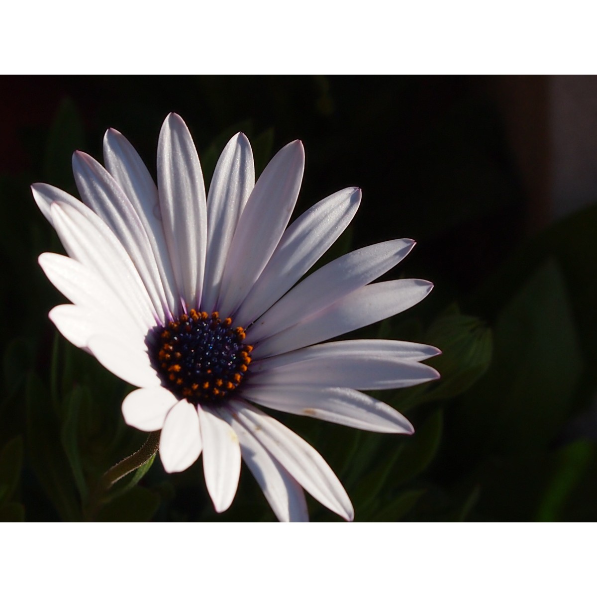 Fleur blanche