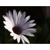 Fleur blanche